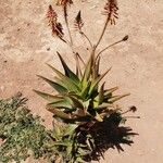 Aloe arborescens Feuille