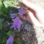 Campanula rapunculoides Fleur