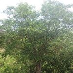 Tabernaemontana persicariifolia عادت