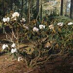 Rhododendron lanatum Habit