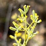 Bupleurum fruticescensফল