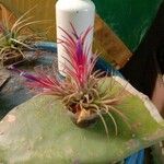 Tillandsia ionantha花