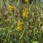 Solidago uliginosa Natur