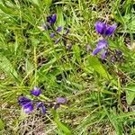 Polygala vulgaris Fleur