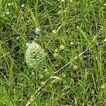 Phalaris canariensis Flower