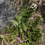 Lysimachia mauritiana Staniste