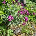 Matthiola incana Blüte