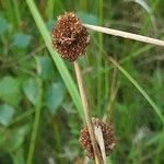 Juncus conglomeratus Fruit