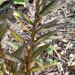 Lobelia cardinalis Leaf