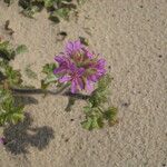 Pelargonium capitatum Virág