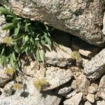 Phacelia hastata Hábitos