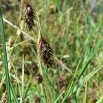 Carex limosa Frutto