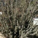 Rosmarinus tomentosus Other