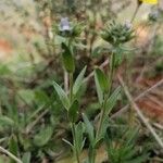 Linaria micrantha Φύλλο