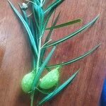 Gomphocarpus fruticosus Žiedas