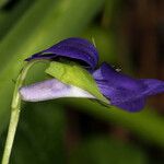 Viola adunca Floro