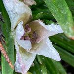 Calandrinia acaulis Квітка