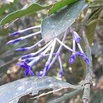 Faramea hyacinthina Fleur