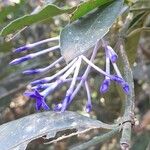 Faramea hyacinthina Flor