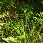 Carex alba Cvet