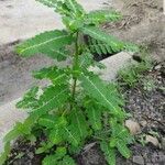 Phyllanthus amarus Leaf