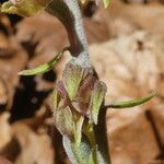 Epipactis microphylla Λουλούδι