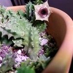 Huernia macrocarpa Lapas