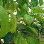 Morinda citrifolia 果實