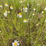 Anthemis ruthenica Fleur