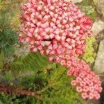 Crassula coccinea Flor