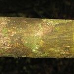 Pradosia ptychandra Bark