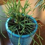 Euphorbia tirucalli برگ