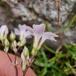 Gypsophila repensBloem