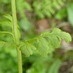 Cystopteris fragilis Leaf