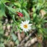 Noticastrum diffusum Flower