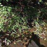 Persicaria hydropiper Blad