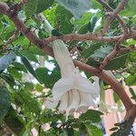Brugmansia arborea Blomst