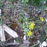 Alyssum alpestre Meyve