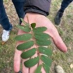 Sorbus aucupariaपत्ता