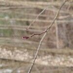 Alnus serrulata Otro