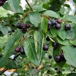 Cotoneaster acutifolius Yeri