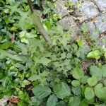 Lactuca muralis Leaf