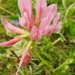 Trifolium alpinumFlower