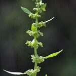 Rumex dentatus Muu