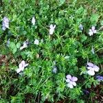 Viola bubanii Habitat