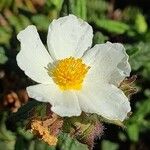 Cistus × laxus Flower