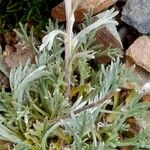 Artemisia umbelliformis Blad