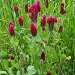 Trifolium purpureum Blomst