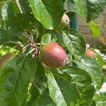 Malus domestica Frucht