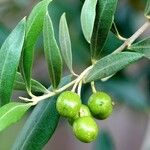 Olea europaea Fruit